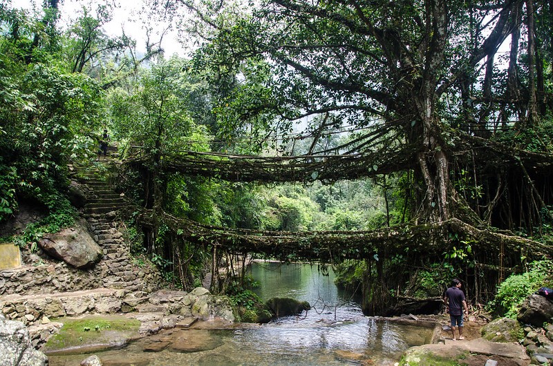 Double Decker Living Root Bridge - Cherrapunji